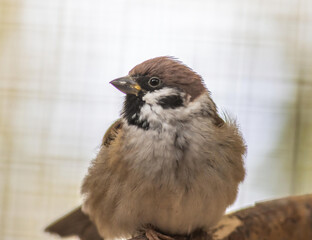 Eurasian tree sparrow (Passer montanus) - perched on top of a tree