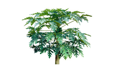 Obraz premium Isolated raw and young green papaya tree with clipping paths.