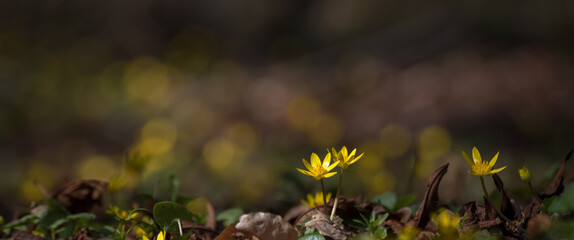 SPRING - Yellow wildflowers in the park