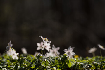 SPRING - White wildflowers in the park