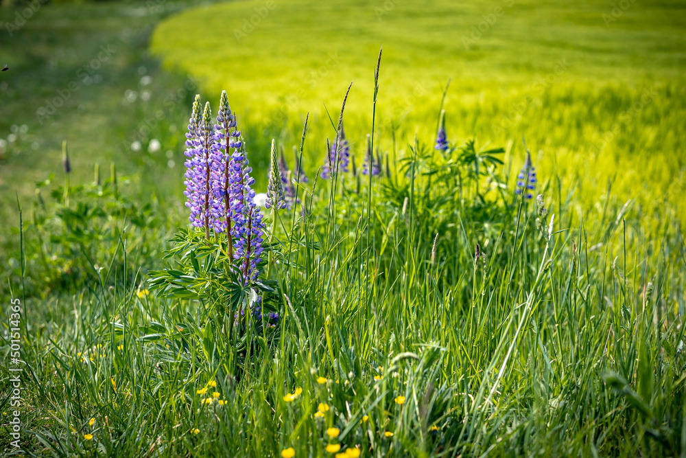 Wall mural Closeup shot of fresh lupine blooming in spring