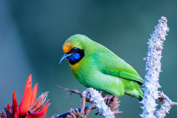 Scenic view of a greater green leafbird perched on a branch on a blurred background