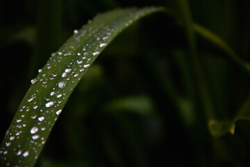 Long green leaf wet with raindrops. Copy space. Selective focus.