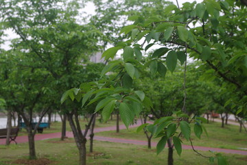 trees in the park