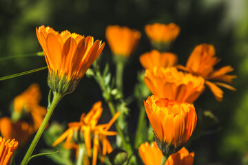 Orange calendula flower blooming in spring. Copy space. Selective focus. - obrazy, fototapety, plakaty