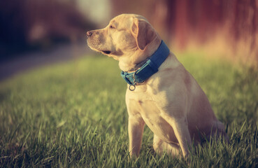 Labrador dog sitting in the park