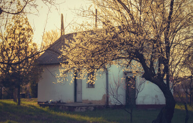 Farm house with blossom tree