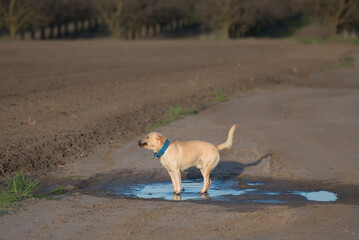 Labrador dog bathe in puddle