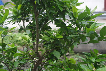 Obraz premium tomatoes on the vine
