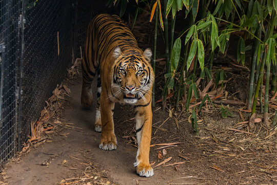 Wild and hungry tiger walking on the path in the Melbourne zoo