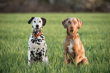 Portrait of cute dalmatian dog with his friend a leopard hound