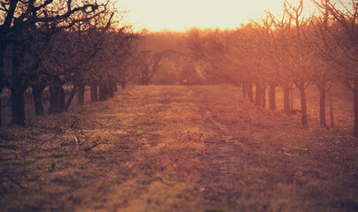 Scenic orchard with straight rows of apple trees