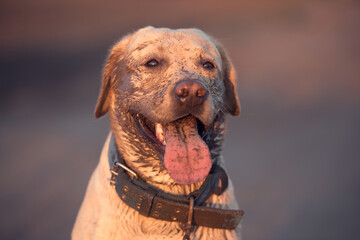 Dirty labrador retriever dog face