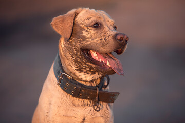 Dirty labrador retriever dog face - 501515155