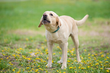 Angry Labrador retriever dog - 501515174