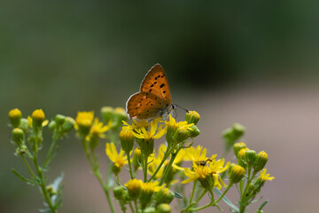 Lycaena sp. Mariposa naranja con puntos negros posada sobre flor amarilla.