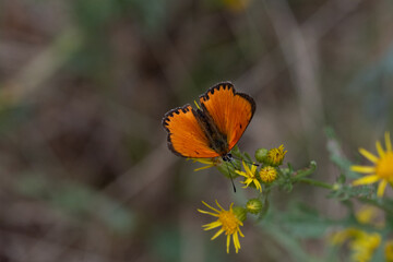 Lycaena virgaureae. Mariposa manto de oro. Mariposa naranja con borde oscuro posada sobre una flor.