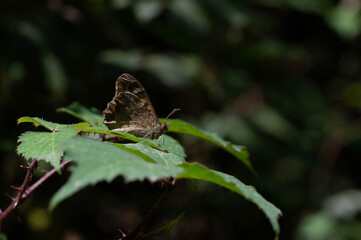 Hipparchia sp. Mariposa marron oscura con ojos posada sobre una hoja. © Antonio Ortiz Saiz