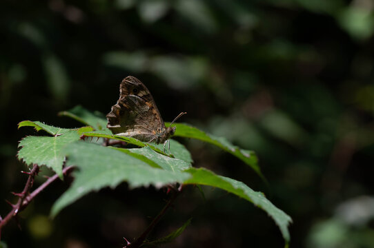 Hipparchia sp. Mariposa marron oscura con ojos posada sobre una hoja.
