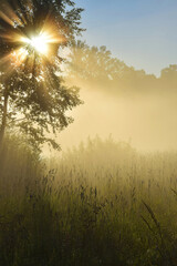 Vertical shot of foggy wheat meadow at sunset
