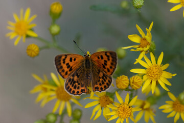 Lycaena virgaureae. Mariposa manto de oro, mariposa anaranjada y marron como puntos negros posada sobre una flor. - obrazy, fototapety, plakaty