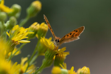 Lycaena virgaureae. Mariposa manto de oro, mariposa anaranjada y marron como puntos negros posada...