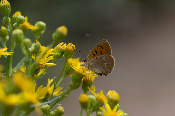 Lycaena virgaureae. Mariposa manto de oro, mariposa anaranjada y marron como puntos negros posada sobre una flor.