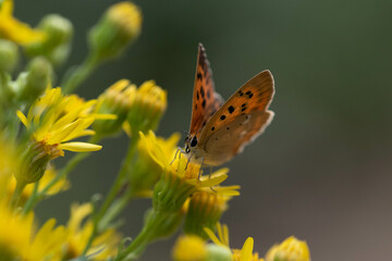 Obraz premium Lycaena virgaureae. Mariposa manto de oro, mariposa anaranjada y marron como puntos negros posada sobre una flor.