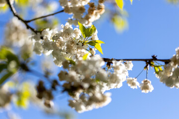 Japanische Kirschblüte