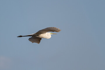 Great egret (ardea alba) flying in the blue sky