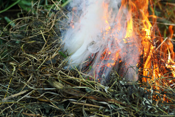 Dry grass and fire. - 501517555