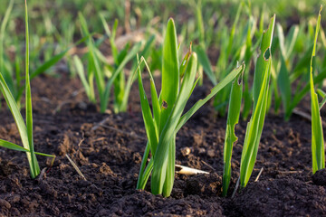 Wheat sprouts sprouted in the soil. Damaged leaves by insect parasites. Soft evening sunlight.