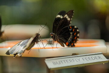 Soft focus of two butterflies drinking from a butterfly feeder © Flyne/Wirestock Creators