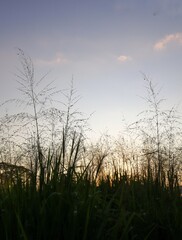 sunrise over the field