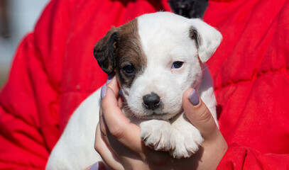 Little puppy Jack Russell Terrier in his arms close-up.