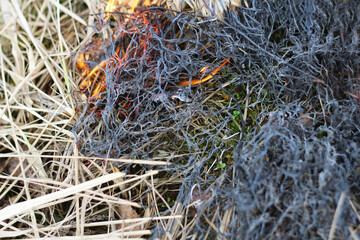 Dry grass is burning. - 501518789
