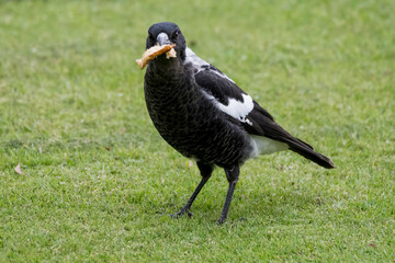 Juvenile magpie on the grass