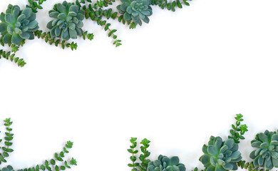 Green blue succulents on a white background with space for text. Top view, flat lay
