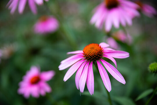 Selective focus shot of pink daisies
