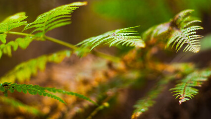 Macro de belles feuilles de fougère, photographiées à ouverture maximale (F1.4).  Certaines arborent déjà des teintes automnales