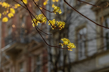 Bright inflorescences on the branches of a tree in a beam of evening sunlight against the background of a dark wall of an old building. Spring comes to the cold city, lighting up the darkness