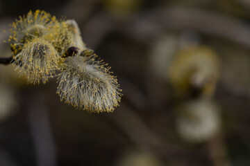 Frühlingsblüten