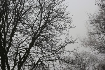 trees in the park in the fog in black and white monochrome