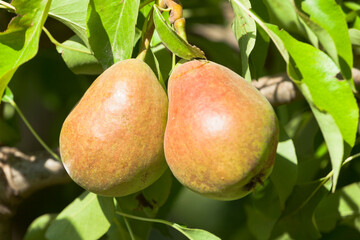 Pear varieties Malyaevskaya late on a branch close-up
