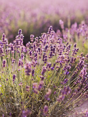 Lavender field with purple flowers
