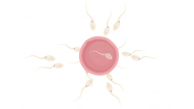 Fertilization of an egg. Animation of spermatozoa and a female egg, alpha channel is turned on. Cartoon