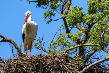 Cigogne blanche - Ciconia ciconia