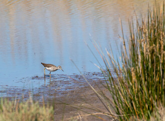 Bécassine des marais - Gallinago gallinago