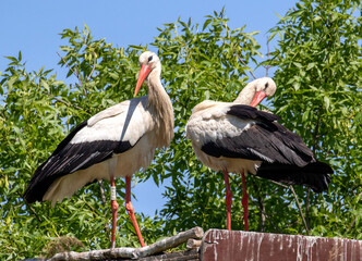 Cigogne blanche - Ciconia ciconia