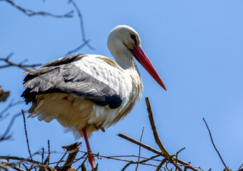 Cigogne blanche - Ciconia ciconia